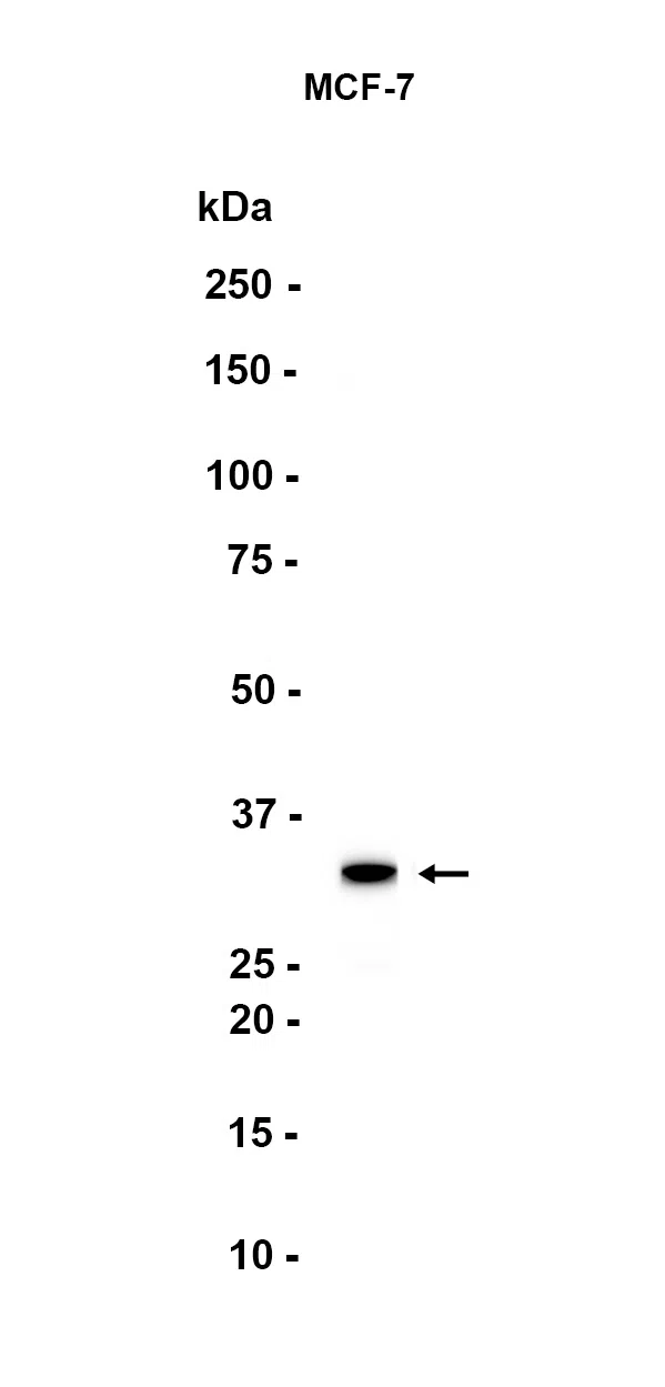 COPE Rabbit Monoclonal Antibody - Size: 50µl
