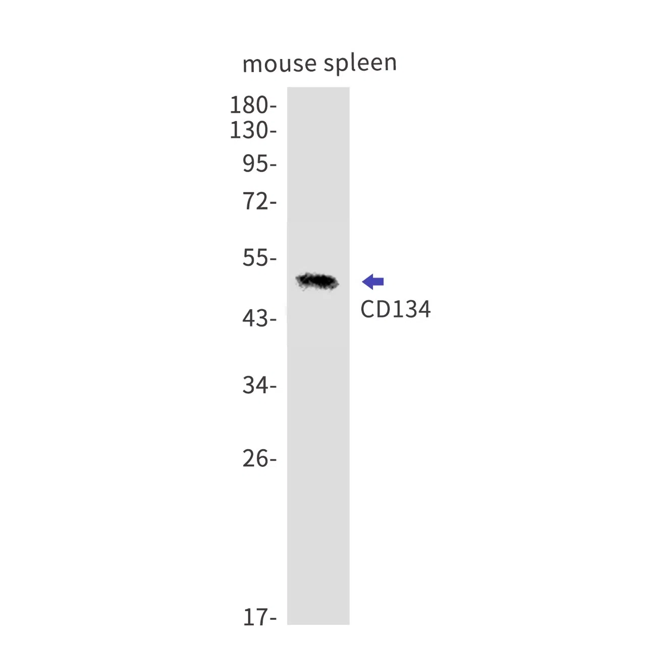 CD134 Rabbit Monoclonal Antibody - Size: 50µl