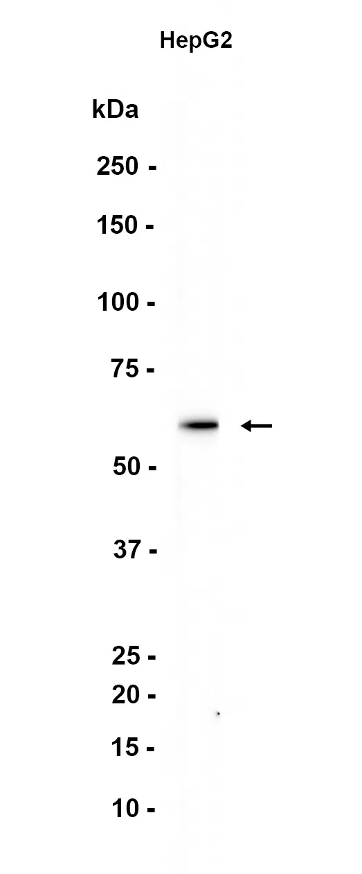 Fibrinogen Rabbit Monoclonal Antibody - Size: 100µl
