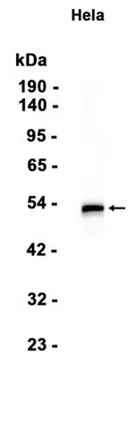 FKBP4 Rabbit Monoclonal Antibody - Size: 100µl