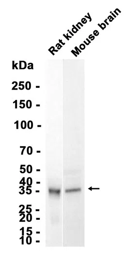 Frzb Rabbit Monoclonal Antibody - Size: 50µl