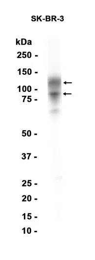 GPNMB Rabbit Monoclonal Antibody - Size: 50µl