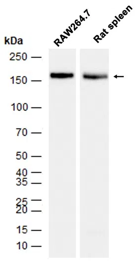CD11b Rabbit Monoclonal Antibody - Size: 50µl