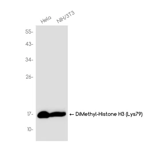 DiMethyl-Histone H3 (Lys79) Rabbit Monoclonal Antibody - Size: 100µl