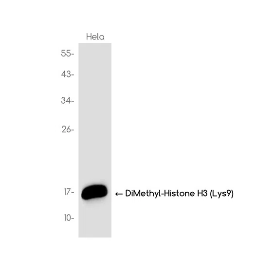 DiMethyl-Histone H3 (Lys9) Rabbit Monoclonal Antibody - Size: 50µl