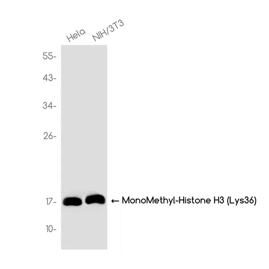 MonoMethyl-Histone H3 (Lys36) Rabbit Monoclonal Antibody - Size: 100µl
