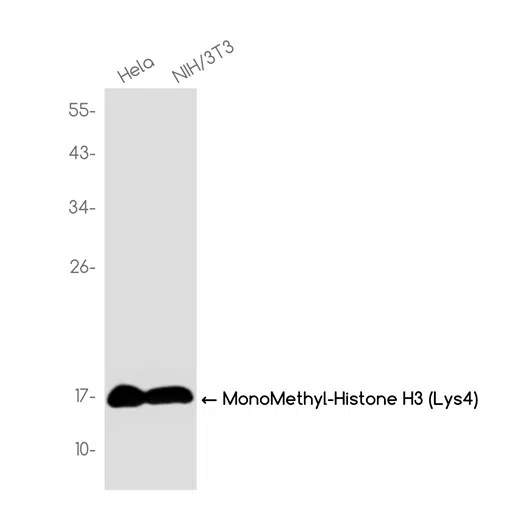 MonoMethyl-Histone H3 (Lys4) Rabbit Monoclonal Antibody - Size: 100µl