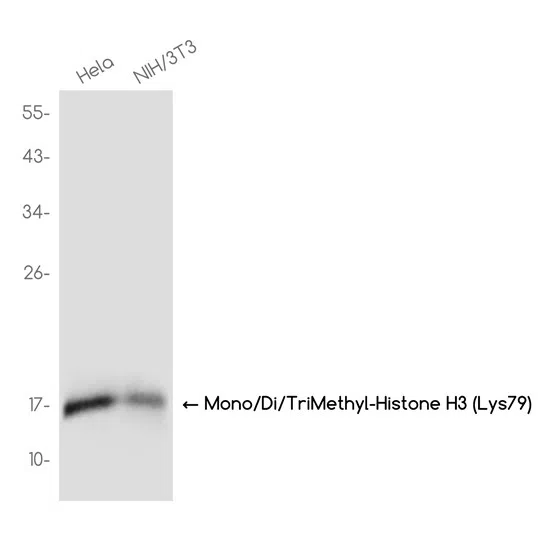 Mono/Di/TriMethyl-Histone H3 (Lys79) Rabbit Monoclonal Antibody - Size: 