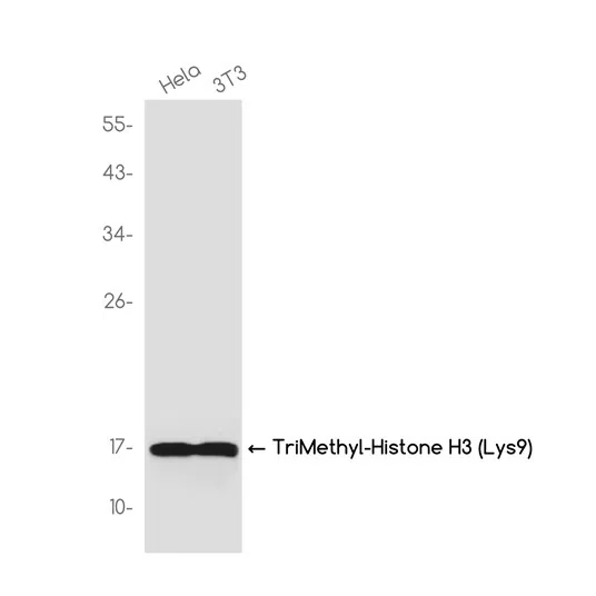 TriMethyl-Histone H3 (Lys9) Rabbit Monoclonal Antibody - Size: 50µl