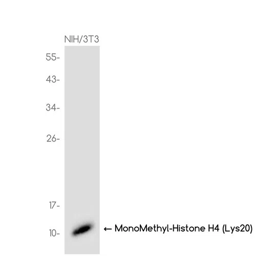 MonoMethyl-Histone H4 (Lys20) Rabbit Monoclonal Antibody - Size: 50µl