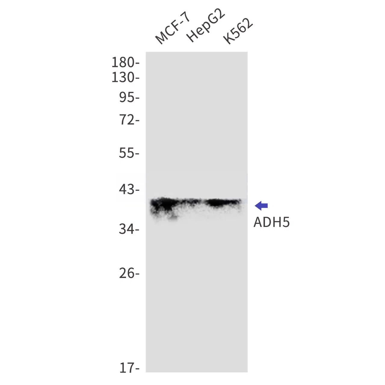 ADH5 Rabbit Monoclonal Antibody
