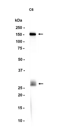 Integrin alpha V Rabbit Monoclonal Antibody - Size: 50µl