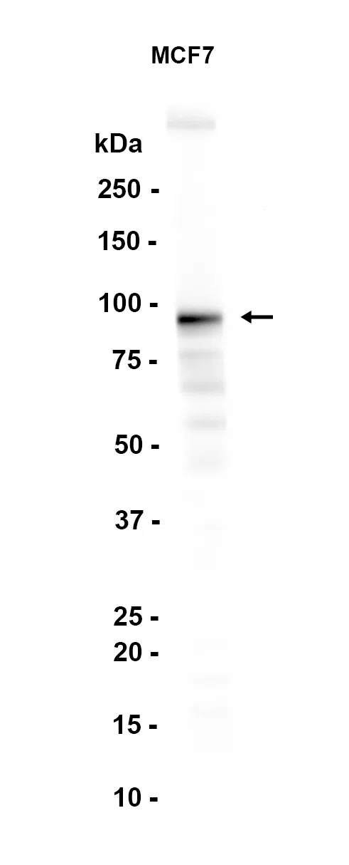 EZH2 Rabbit Monoclonal Antibody