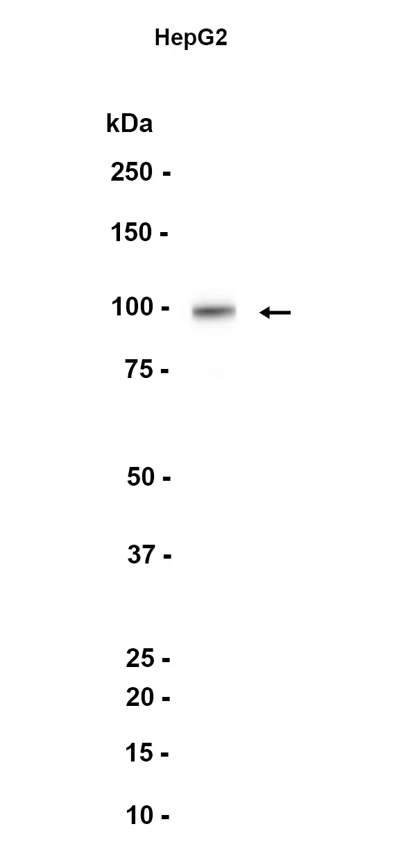 P3H1 Rabbit Monoclonal Antibody - Size: 100µl