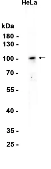 LOXL2 Rabbit Monoclonal Antibody - Size: 50µl