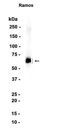 LRMP Rabbit Monoclonal Antibody
