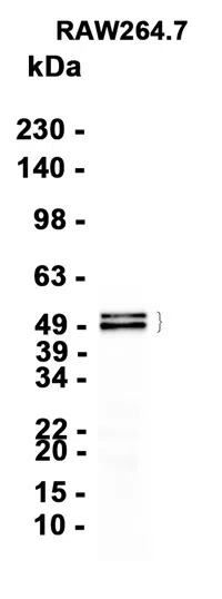 MEF2C Rabbit Monoclonal Antibody - Size: 100µl
