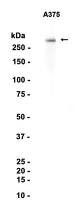 CSPG4 Rabbit Monoclonal Antibody - Size: 100µl