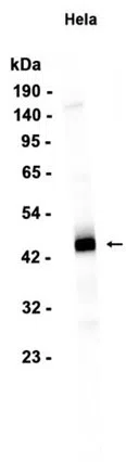 NR2F6 Rabbit Monoclonal Antibody - Size: 50µl