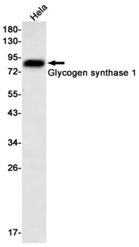 Glycogen Synthase 1 Rabbit Monoclonal Antibody - Size: 50µl
