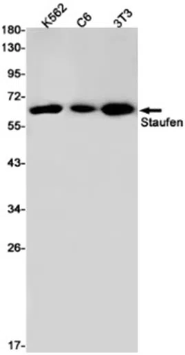 Staufen Rabbit Monoclonal Antibody - Size: 50µl