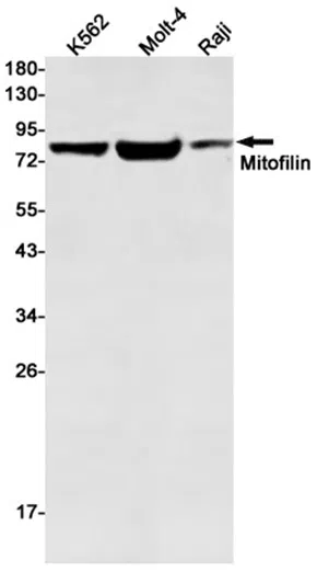 Mitofilin Rabbit Monoclonal Antibody - Size: 100µl