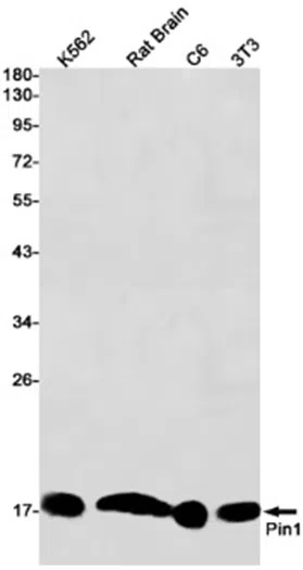 Pin1 Rabbit Monoclonal Antibody - Size: 100µl
