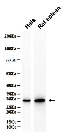 PHD3 Rabbit Monoclonal Antibody