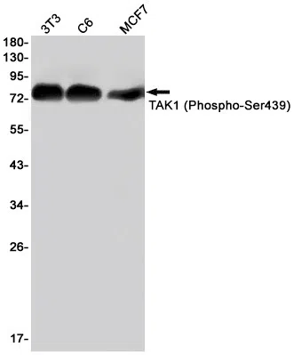 Phospho-TAK1 (Ser439) Rabbit Monoclonal Antibody - Size: 100µl