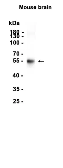 OPCML Rabbit Monoclonal Antibody - Size: 50µl