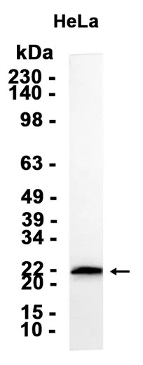 PARK7/DJ1 Rabbit Monoclonal Antibody - Size: 100µl