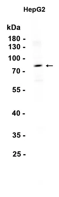PIGR Rabbit Monoclonal Antibody