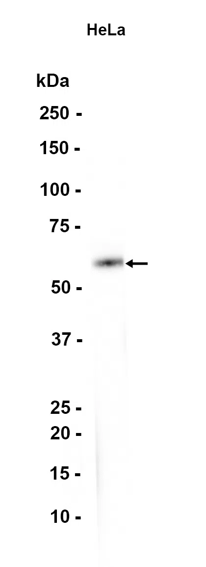RAB11FIP2 Rabbit Monoclonal Antibody - Size: 100µl