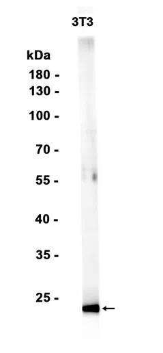 RAB8A Rabbit Monoclonal Antibody