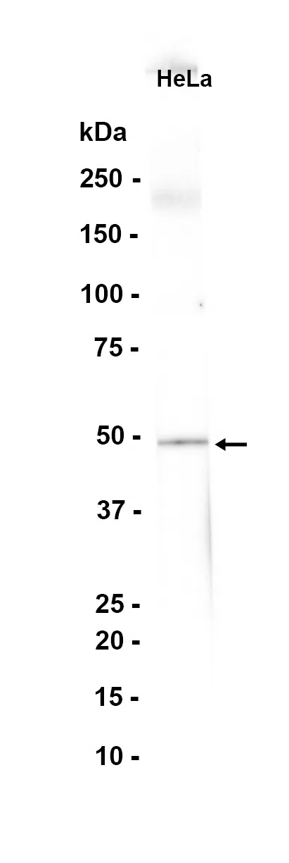 SEC62 Rabbit Monoclonal Antibody
