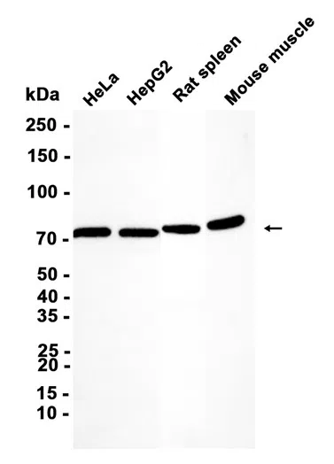 SHP2 Rabbit Monoclonal Antibody
