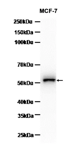PTP1B Rabbit Monoclonal Antibody