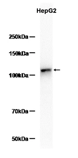 MVP Rabbit Monoclonal Antibody - Size: 50µl