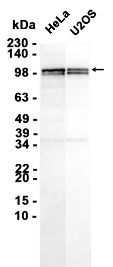 YTHDC1 Rabbit Monoclonal Antibody - Size: 100µl
