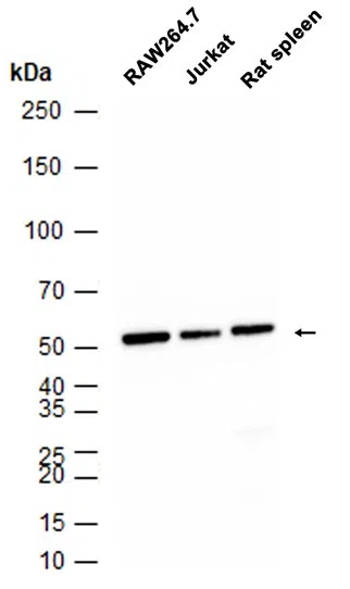 NMT55/p54nrb Rabbit Monoclonal Antibody - Size: 50µl