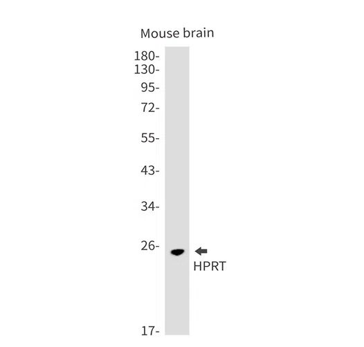 HPRT Rabbit Monoclonal Antibody - Size: 50µl