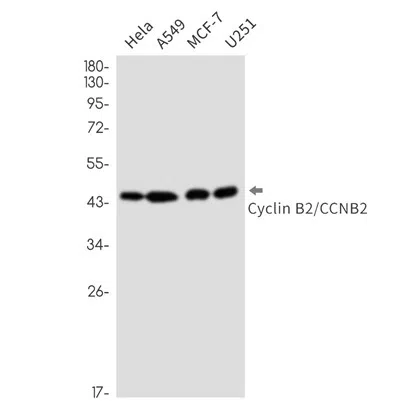 Cyclin B2 Rabbit Monoclonal Antibody - Size: 100µl