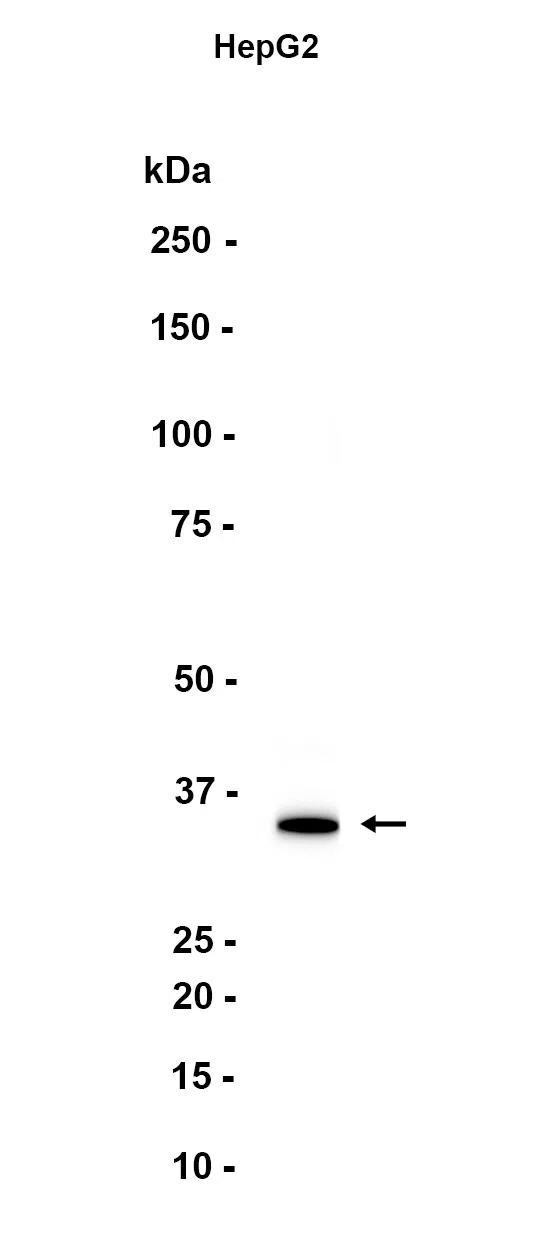 FGL1 Rabbit Monoclonal Antibody - Size: 50µl