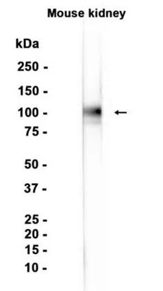 Uromodulin Rabbit Monoclonal Antibody - Size: 100µl