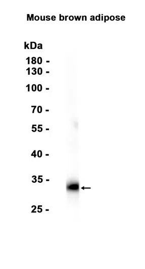 UCP1 Rabbit Monoclonal Antibody - Size: 50µl