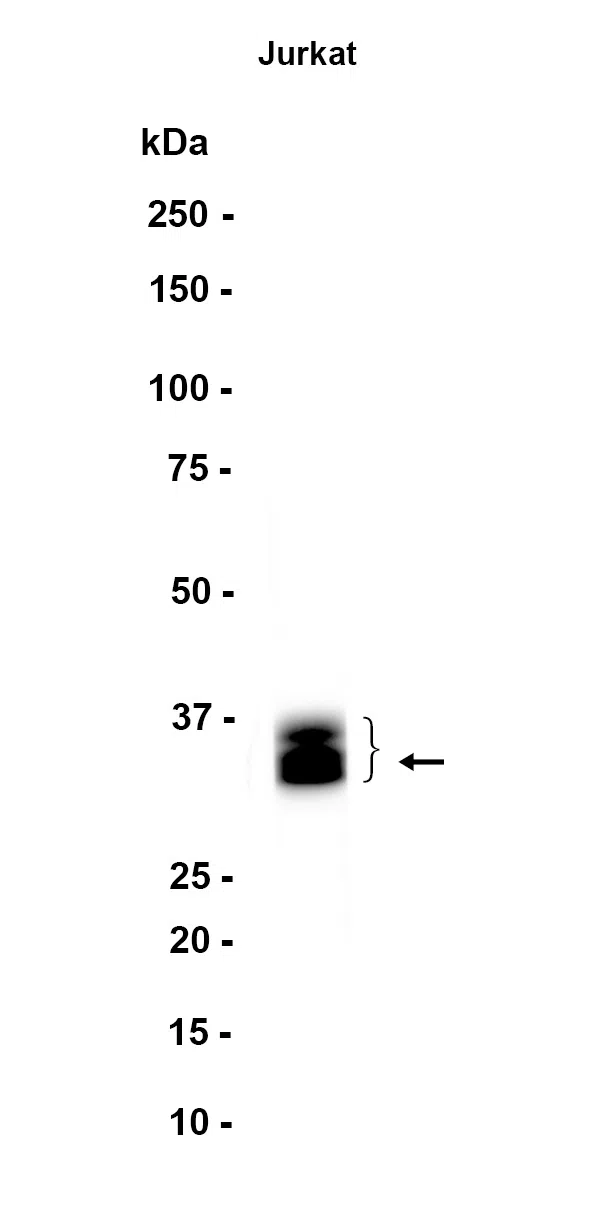 TRA2B Rabbit Monoclonal Antibody