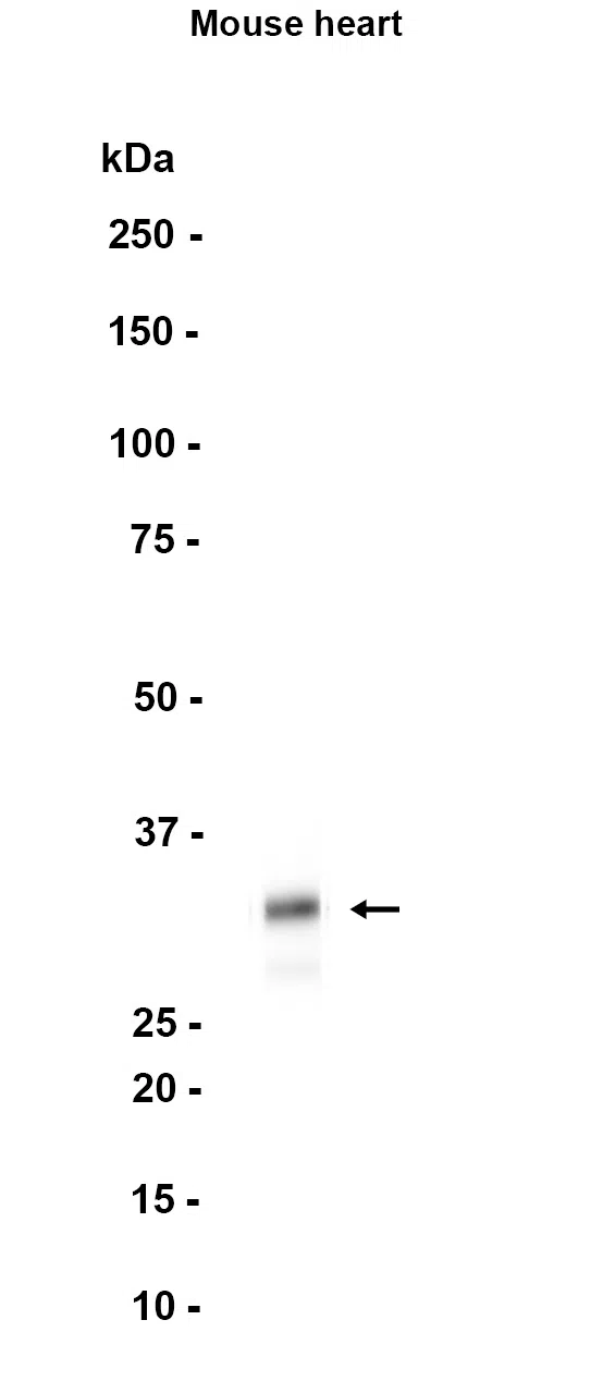 Syntaxin 1A Rabbit Monoclonal Antibody