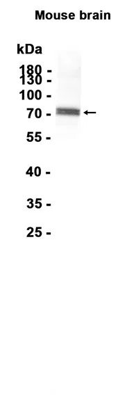 Phospho-Synapsin I (Ser553) Rabbit Monoclonal Antibody - Size: 50µl