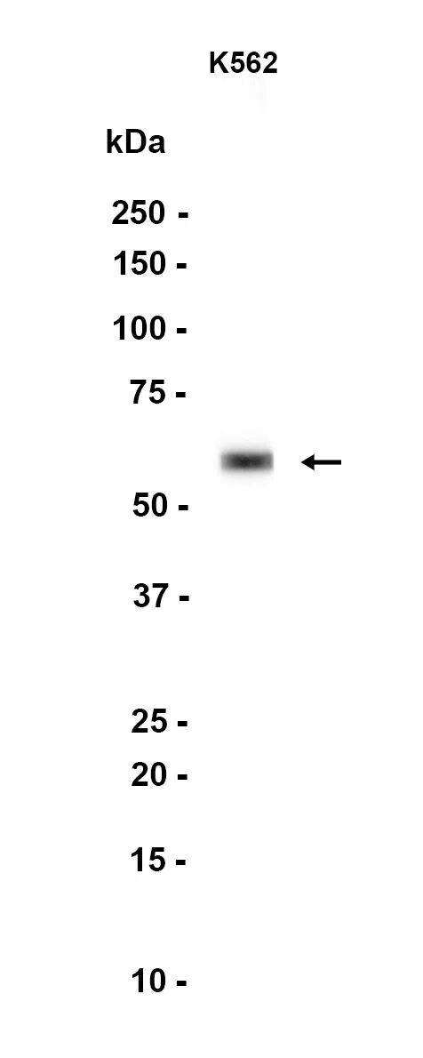 SARS1 Rabbit Monoclonal Antibody - Size: 50µl