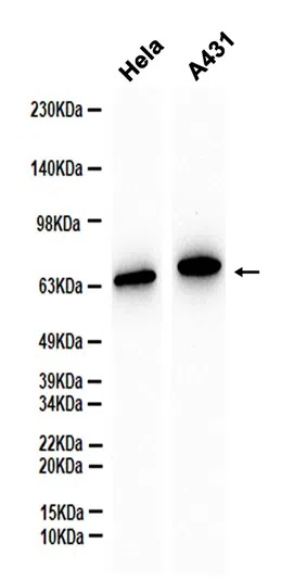 RUNX2 Rabbit Monoclonal Antibody - Size: 100µl